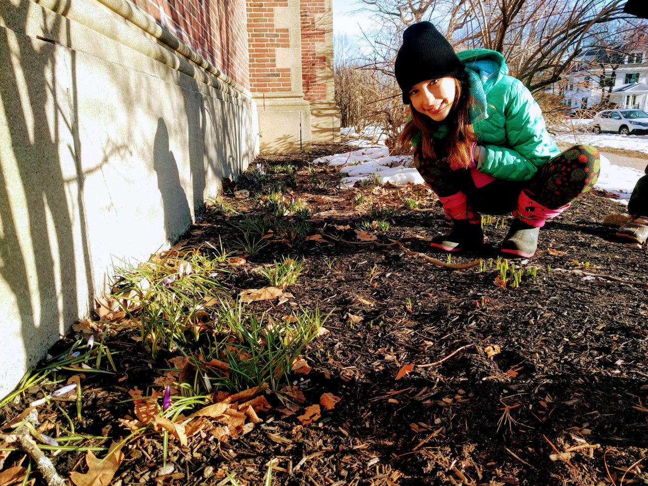 crocuses!