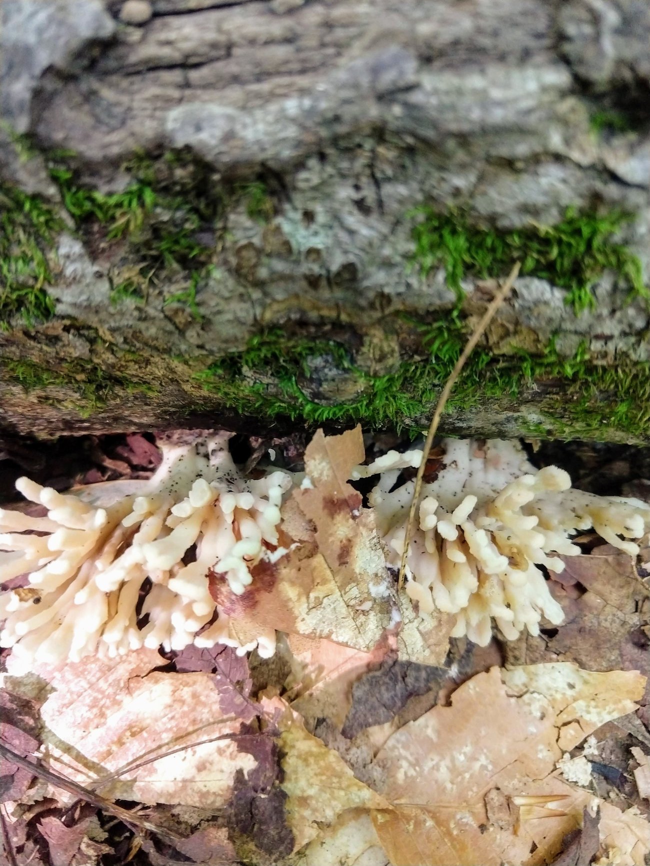 Maine Mushroom Peaks Kinney State Park