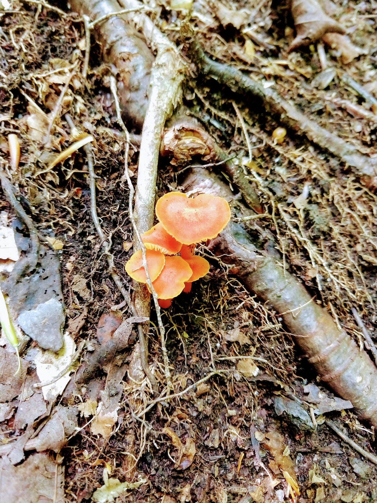 Maine Mushroom Peaks Kinney State Park