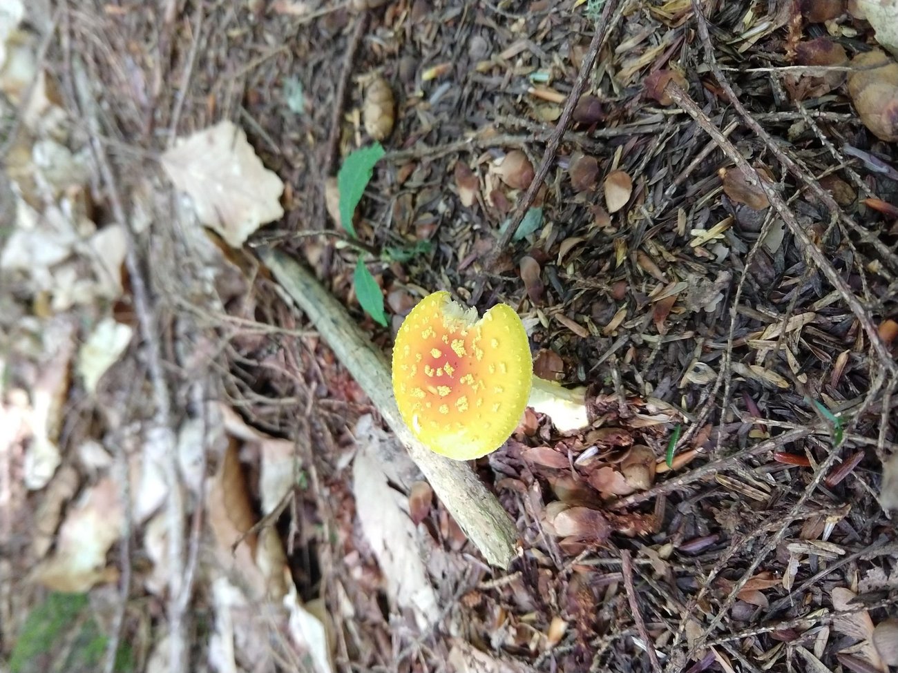 Maine Mushroom Peaks Kinney State
Park