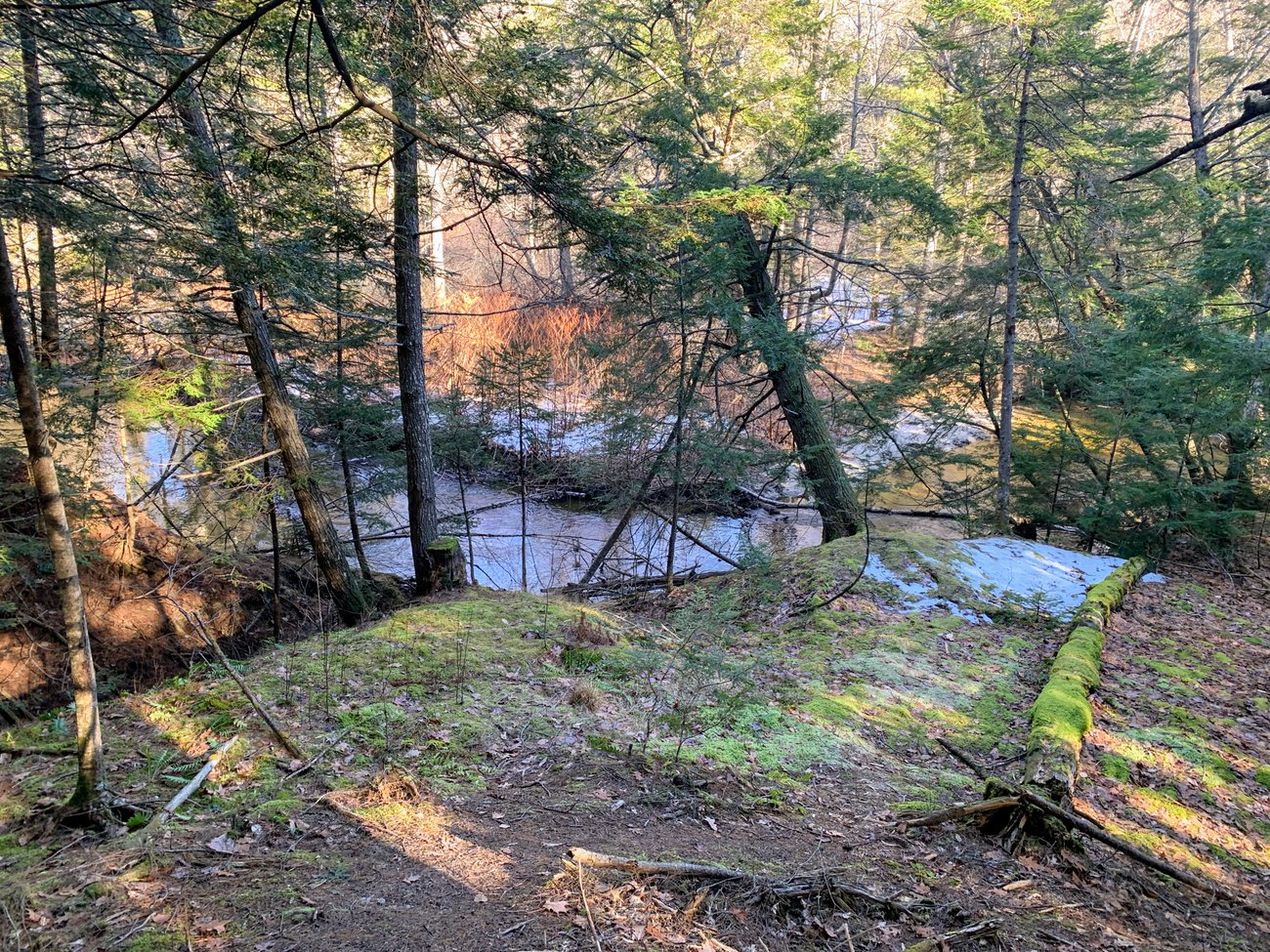 Mill Brook Preserve