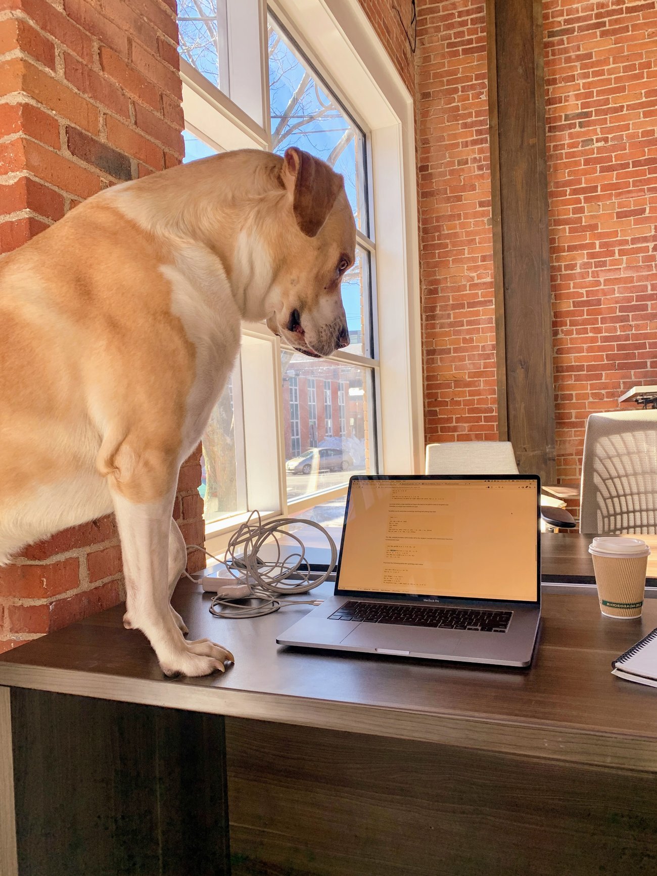 Casco the Co-Working Dog