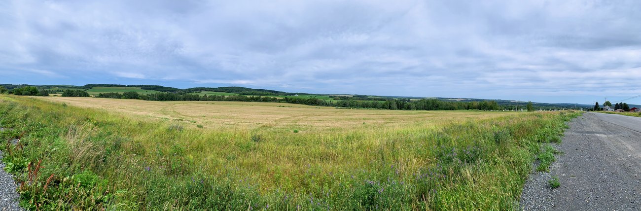 Fields of Barley