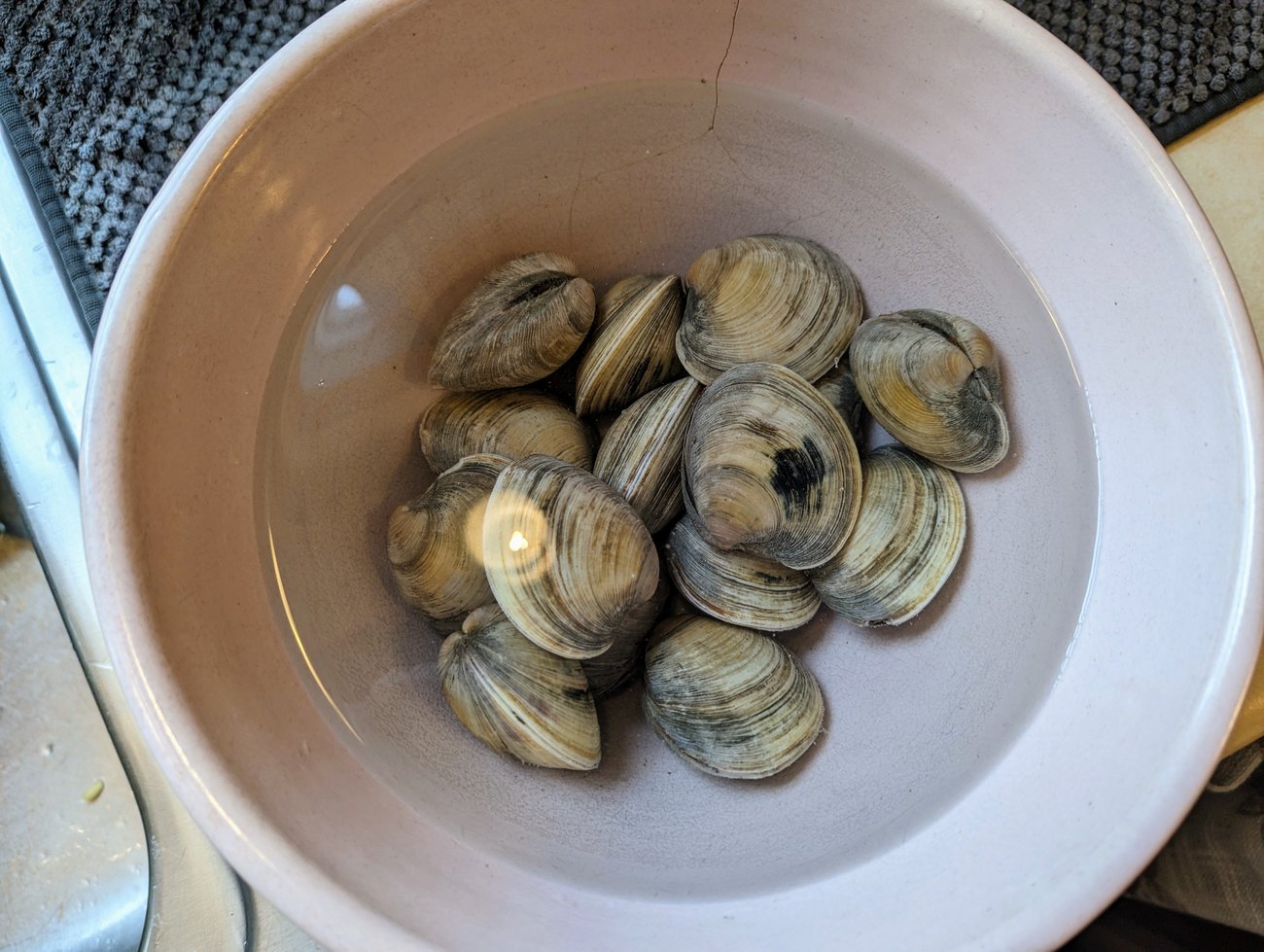 Clams