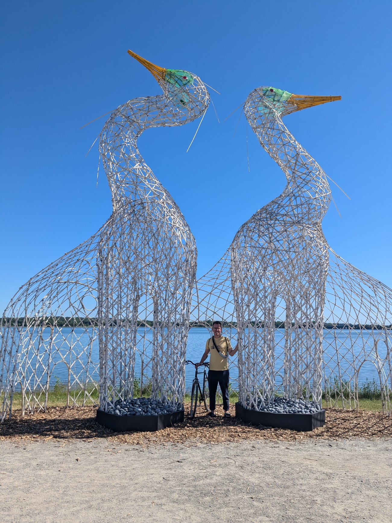 Egrets