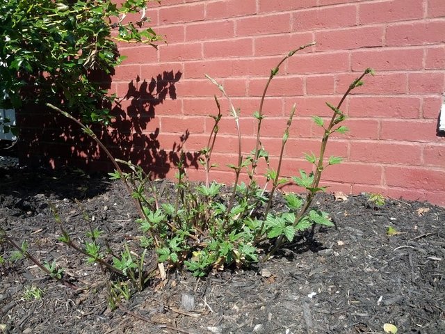 Hops are coming in