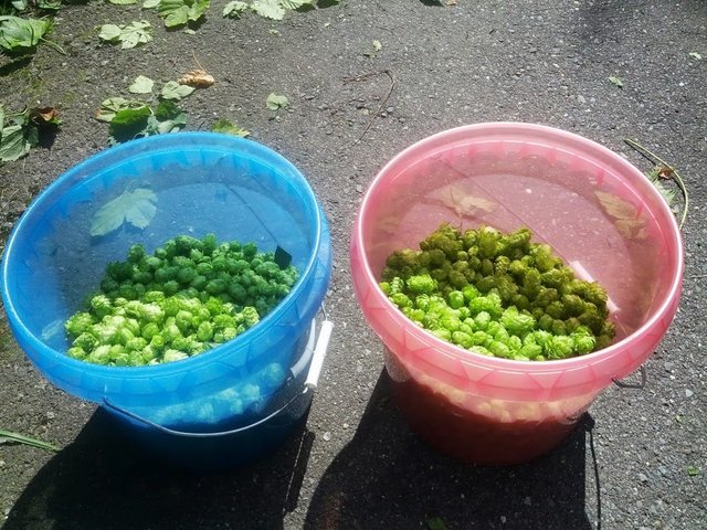 hop harvest